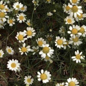 دانلود آهنگ ترکی بیله بیله یاندی اورگیم
